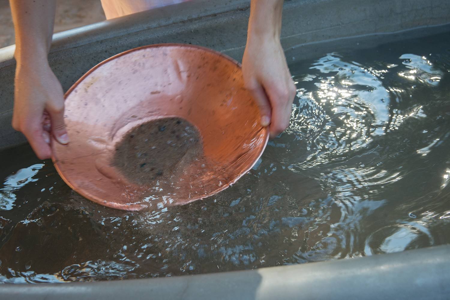 2 - ryzoviste-zlata-1292.jpg